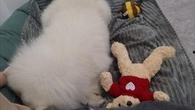 娱乐吃瓜酱狗窝