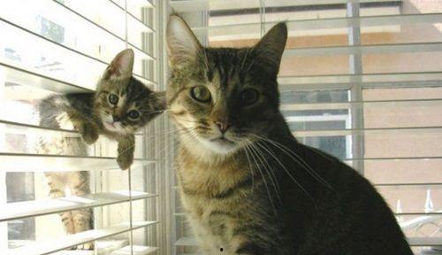 娱乐吃瓜酱猫妈,揭秘娱乐圈背后的温馨故事